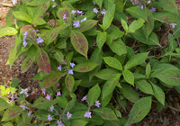 �V�`�_���i