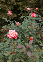 �J�g���[�k�E�h�k�[�u