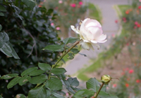 �o���U�b�N