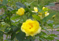 �ɓ��̗x��q