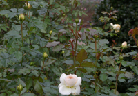 �`���C�R�t�X�L�[