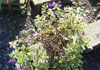 珍しい花というので撮影