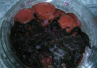 ���������~���͉��������肬��B