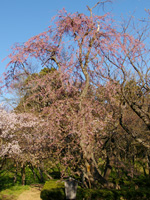 枝垂桜