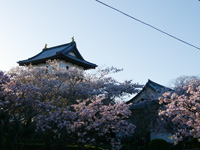 ひょっとしてこれが夫婦さくら?