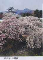 見逃した、松前三大名木三つ目「夫婦桜」