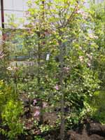 �n�i�~�Y�L6000�~