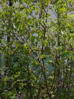 �W�����x���[