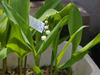 �X�Y����