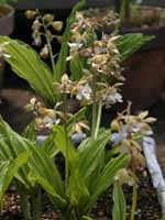 �G�r�l����