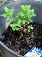 �X�y�A�~���g�i���q�[�g�~���g�j